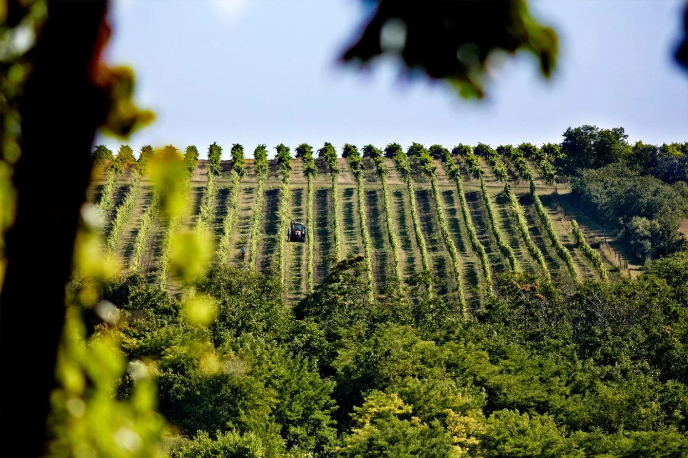 Vinárstvo Château Rúbaň v areáli historického kaštieľa