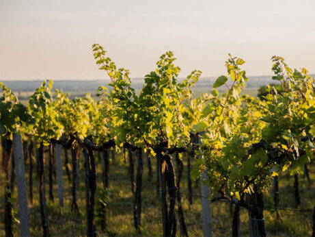 Strekovské vinohrady Kasnyik